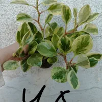 لوبیا سحر آمیز|خوردنی و آشامیدنی|مشهد, گاز|دیوار