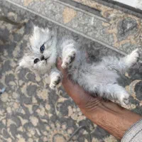 گربه بریتیش چیچیلا (لانگ هیر)|گربه|مشهد, احمدآباد|دیوار