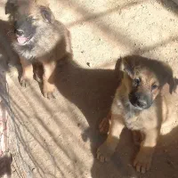 توله ۳ماهه ژرمن