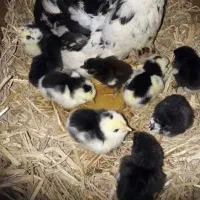 تخم مرغ گلین پنگوئنی