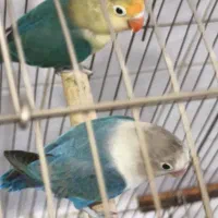 شاطوطی سرلاکی.عروسهلندی.گیرینچیک سرلاکی وجفت|پرنده|اندیشه, شهرک مریم|دیوار