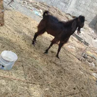 نری|حیوانات مزرعه|جیرفت, |دیوار