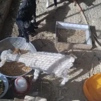 شنک 2ماده یک نر