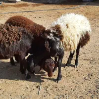 ۳راس گوسفند. بره ماده طقلی افشار پای قوچ|حیوانات مزرعه|فردیس, شهرک ناز|دیوار