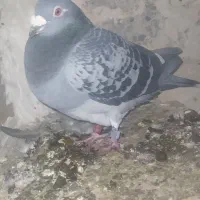 مسافتی نرو ماده|پرنده|اهر, |دیوار