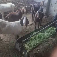 فروش 10تا بز پاکستانی