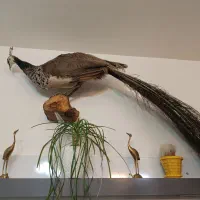 طاووس و پرنده خشکل تاکسدرمی|صنایع دستی و سایر لوازم تزئینی|اردبیل, |دیوار