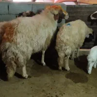 قوچ سنجابی درجه یک