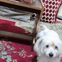 سگ شنیزو پاکوتاه