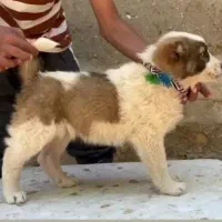 سگ افغان خالص دم قل نر دو ساله گله ای کد10