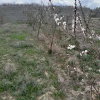 ویلا باغ 500 متر زیر قیمت