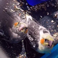 عروس هلندی مولد مطمئن|پرنده|شهریار, حصار ساتی|دیوار