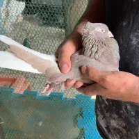 دم سفید|پرنده|شوش, |دیوار