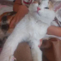 بچه گربه|گربه|اردکان, |دیوار