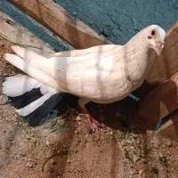 کفتر   پلاکی سرور