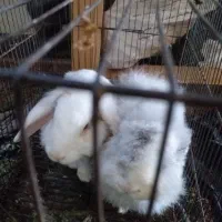 یک جفت خرگوش لوپی چشم عسلی