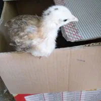 فروش مرغ سیاه برای قربانی و جوجه محلی|حیوانات مزرعه|خرم بید, |دیوار