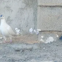 سه عدد کبوتر|پرنده|دلبران, |دیوار