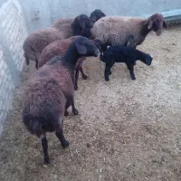 گوسفند شیشک بره دار قزل افشاری|حیوانات مزرعه|بشاریات, |دیوار