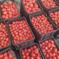 رب خانگی|خوردنی و آشامیدنی|تهران, اختیاریه|دیوار