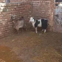 بزغاله نر فروشی