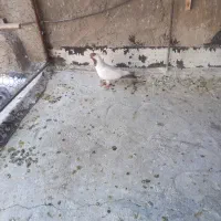 کفترپرستویی