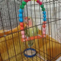 پرنده کوتوله