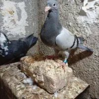 یک جفت جوجه واکسن خورده پلاکی|پرنده|بیرجند, |دیوار