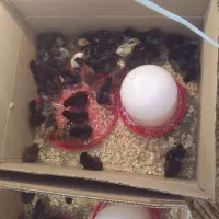 جوجه رسمی و بلک استار