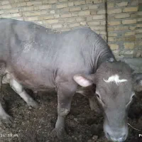 گوساله نر