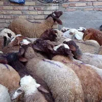 گوسفند و شیشک فروشی|حیوانات مزرعه|باوله, |دیوار