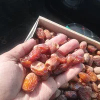 خرما پوپو|خوردنی و آشامیدنی|مهرستان, |دیوار