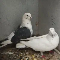 دوعدد کبوتر