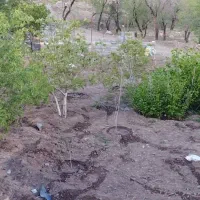 باغ-روستای-وشنوه