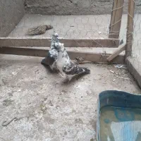 کبوتر فراری