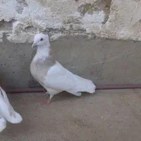 طوقی آجری ماده|پرنده|مسجد سلیمان, |دیوار