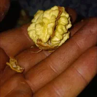 گردو تهر