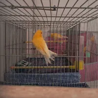 فروش یک جفت قناری پرتقالی