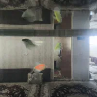 فروش آکواریوم گیاهی بلند با گیاهان طبیعی