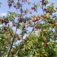 استخدام کارگر و نگهبان باغ|استخدام سرایداری و نظافت|اهر, |دیوار