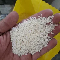 برنج عنبربو تمام دانه|خوردنی و آشامیدنی|دزفول, |دیوار