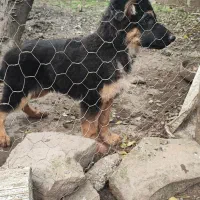 توله ژرمن نژاد دار معاوضه هم دارم|سگ|لاهیجان, گلستان|دیوار