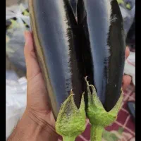 بادمجان