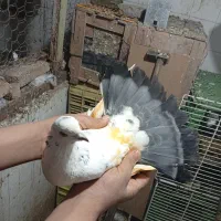 سه. عدد. کفتر|پرنده|چالوس, |دیوار