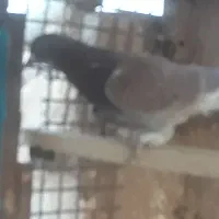 با سلام نرسرخ پرپا پرشی|پرنده|قنوات, |دیوار