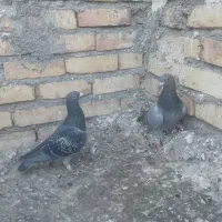 کبوتر