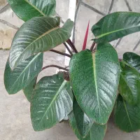 گل آپارتمانی(فیلودندرون)برگ انجیری.زیرقیمت اصلی|گل و گیاه طبیعی|آستانه اشرفیه, |دیوار