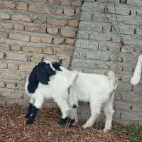 دوراس بز سانن دوقلو بز غاله دار پر شیر|حیوانات مزرعه|سیمین شهر, |دیوار