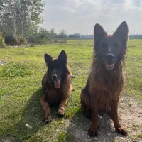 ژرمن شولاین جفت واگذاری