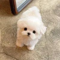 poodle aroosaki|سگ|تهران, پارک شهر|دیوار